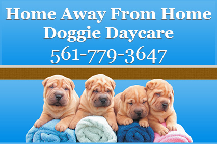 Home Away From Home Doggie Daycare